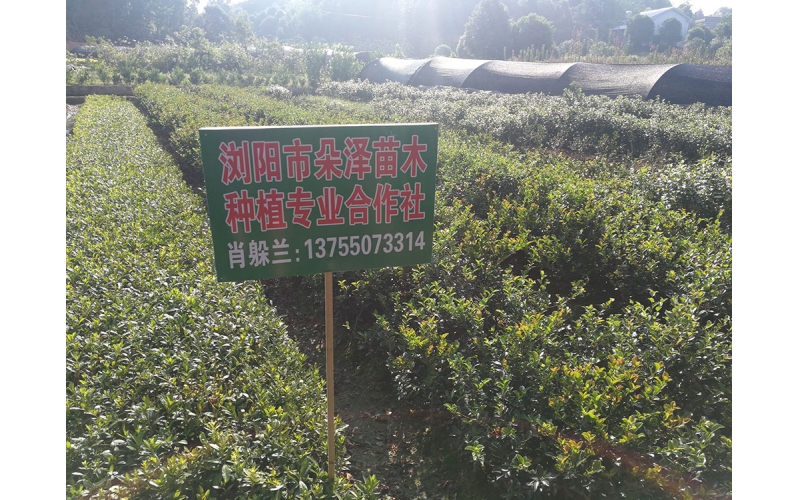 湖南華苑苗木基地實(shí)拍3